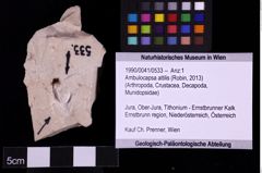 Foto (Objekt + Etiketten) von Ambulocapsa altilis (Robin, 2013) (NHMW-GEO-1990-0041-0533)